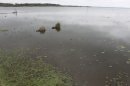 Lac de Grand-Lieu